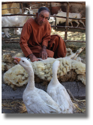 Man and Geese